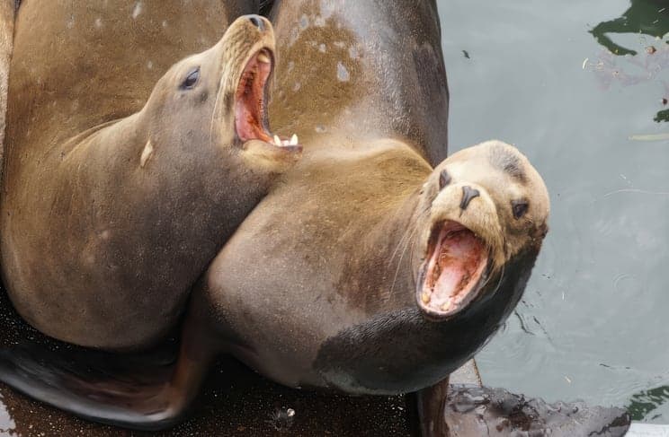 Ohrenrobben: Kalifornischer Seelöwe