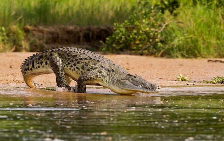 Reptilien: Echte Krokodile