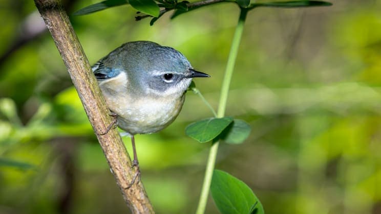 Vireos: Blaukopfvireo (Vireo solitarius)