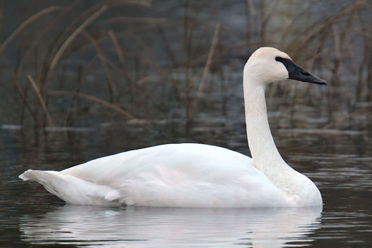 Trompeterschwan