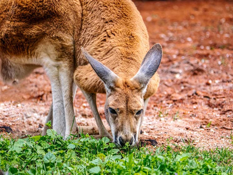 Riesenkängurus: Rotes Riesenkänguru
