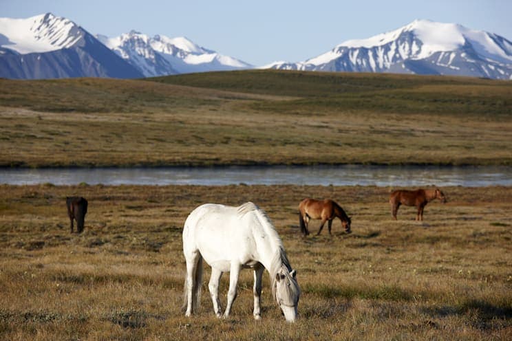 Pferde auf dem Ukok Plateau, Sibirien, Russland