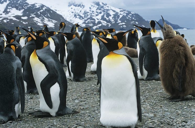 Süd-Sandwich-Inseln