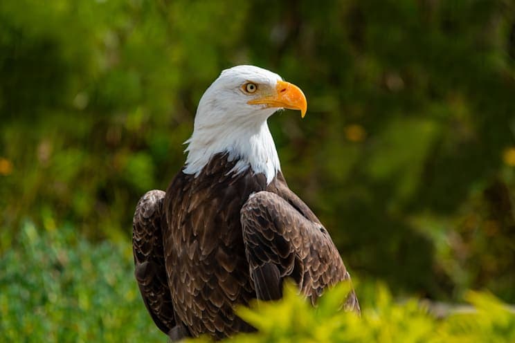 Adler: Weißkopfseeadler