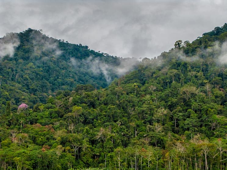 Peru: Manú-Nationalpark