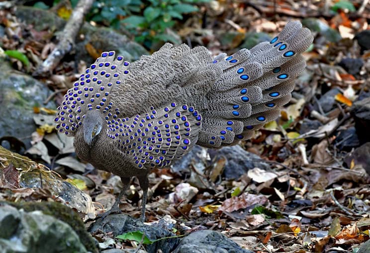 Pfaufasanen: Grauer Pfaufasan