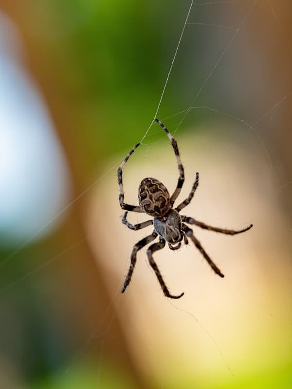 Kreuzspinne