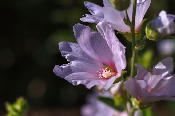 Malve: Blüte