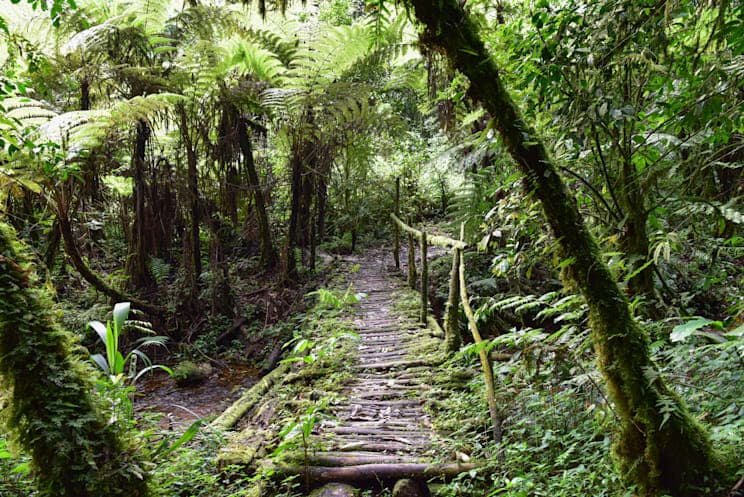 Regenwald von Bwindi