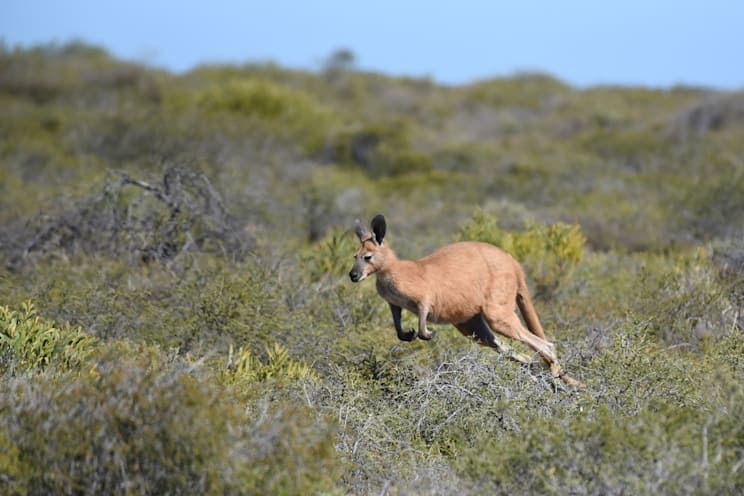 Riesenkängurus: Rotes Riesenkänguru