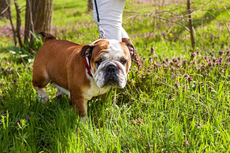 Bulldoggen: Englische Bulldogge