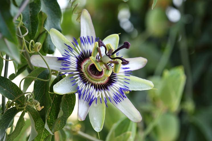 Passionsblume