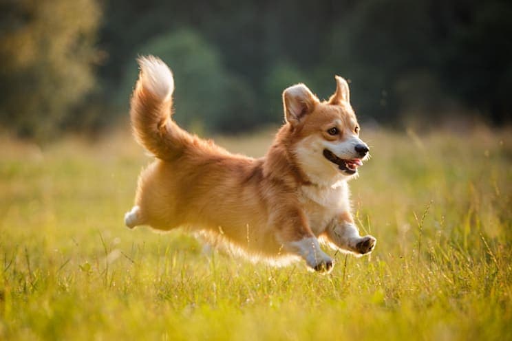 Welsh Corgi Pembroke