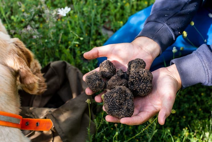Trüffel
