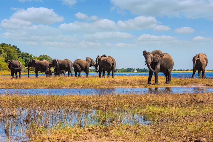 Elefanten im Okavangodelta