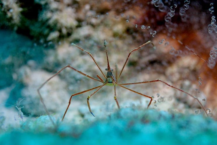 Spinnenkrabbe
