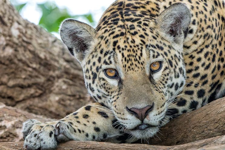 Jaguar