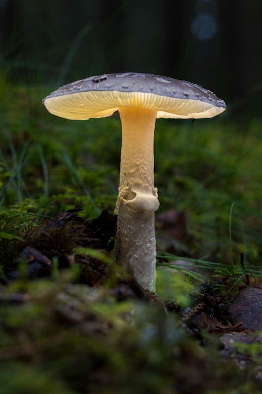 Knollenblätterpilz