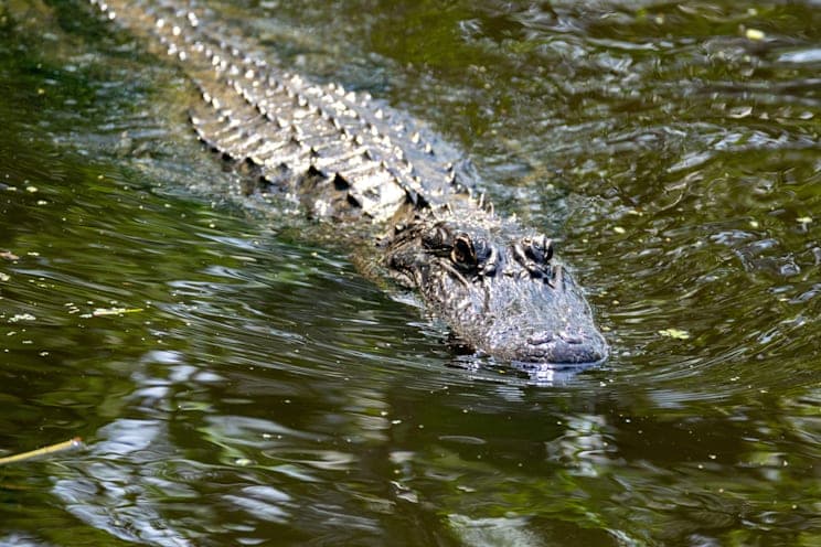 Alligator: Mississippi-Alligator