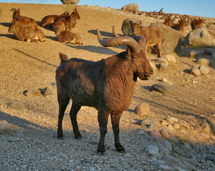 Ture: Dagestan-Tur