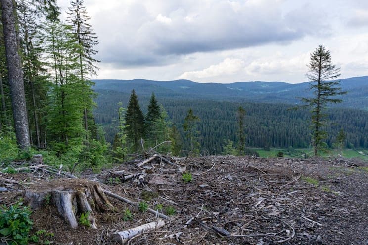 Waldsterben