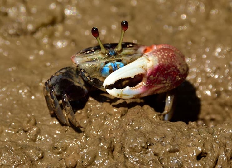 Rennkrabben: Geisterkrabbe