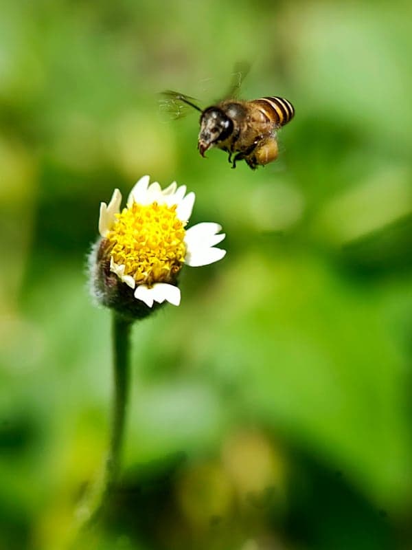 Honigbiene: Flug