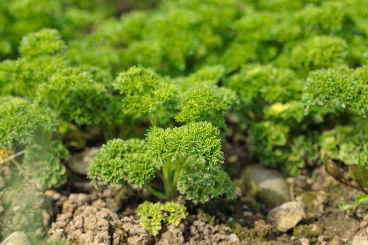 Petersilie: Krause Blattpetersilie
