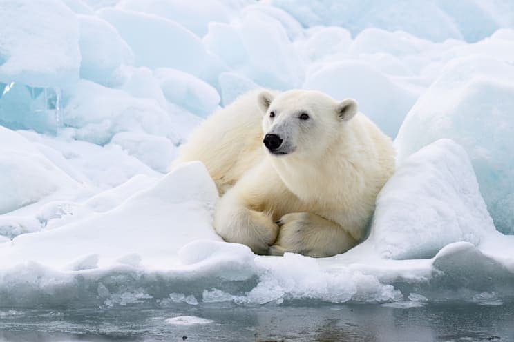 Eisbär