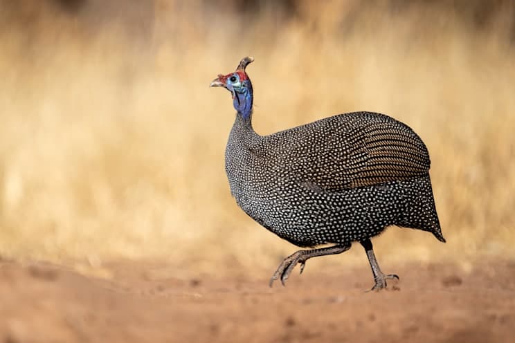 Perlhühner: Helmperlhuhn