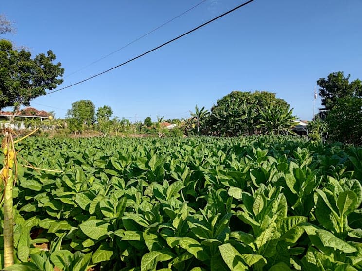 Madura: Tabakfelder