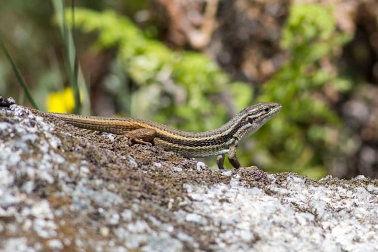Sandläufer: Algerischer Sandläufer