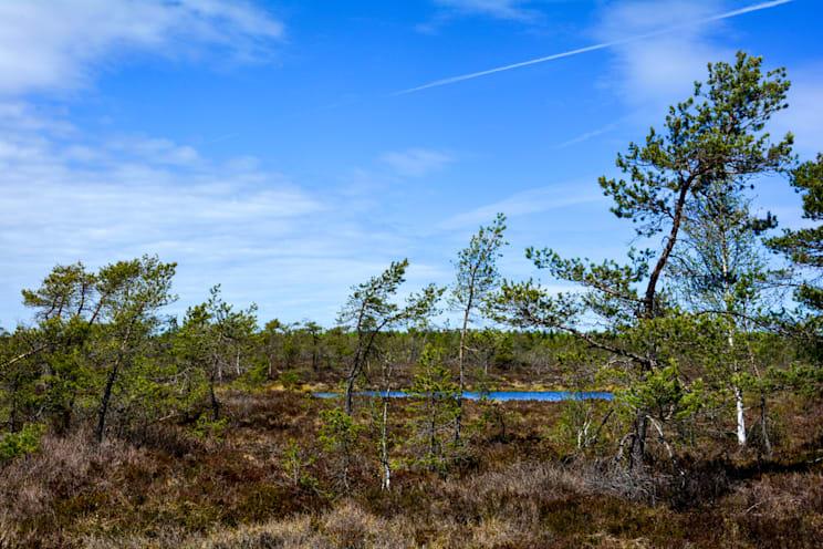 Schwarzes Moor