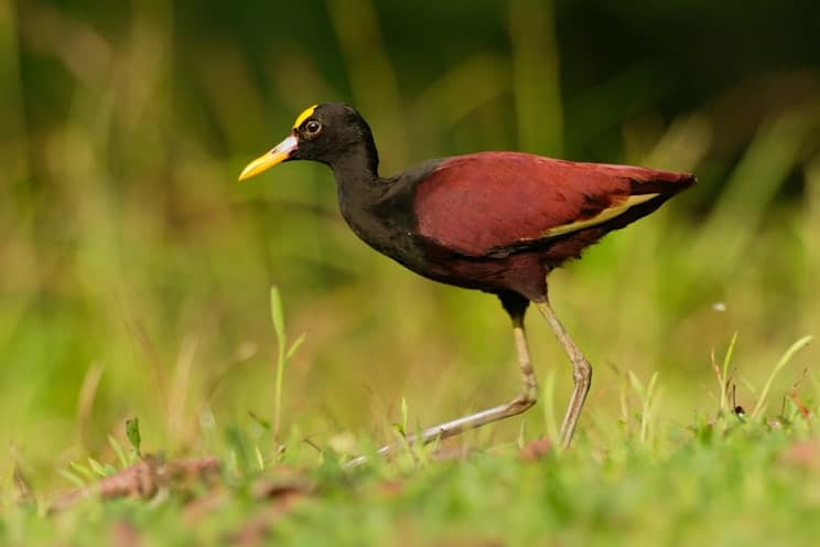 Jassana: Gelbstirn-Blatthühnchen
