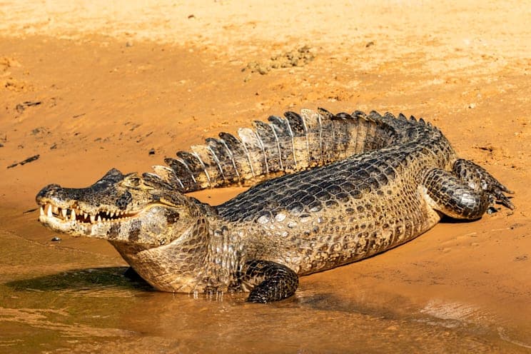 Kaimane: Krokodilkaiman