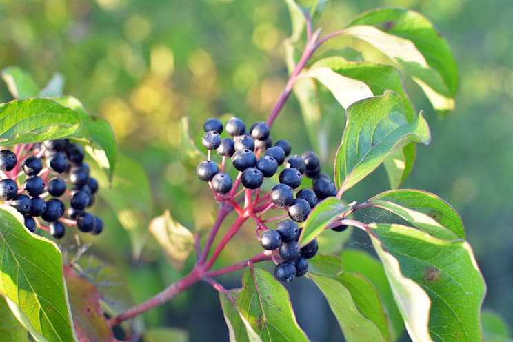 Hartriegel: Roter Hartriegel