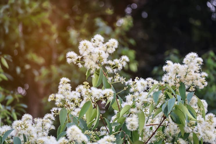 Eukalyptus: Blüte