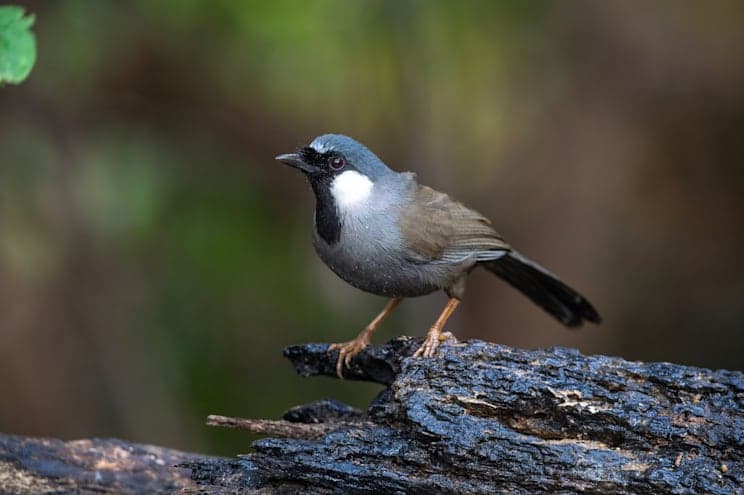 Häherlinge: Weißhalshäherling