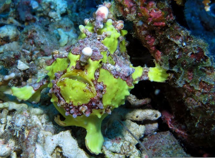 Anglerfisch