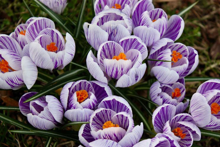 Krokusse