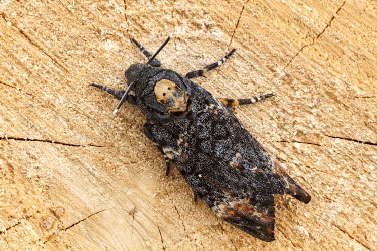 Totenkopfschwärmer