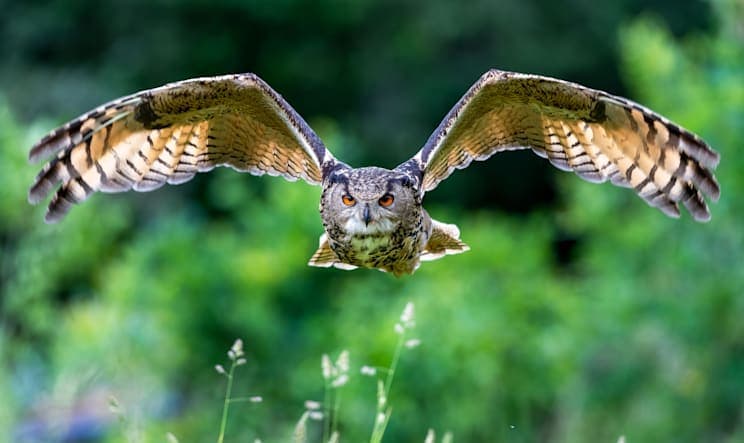 Uhus: eurasischer Uhu (Bubo bubo)