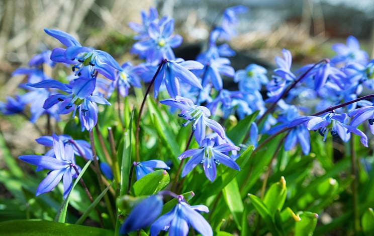 Scilla: Nickender Blaustern