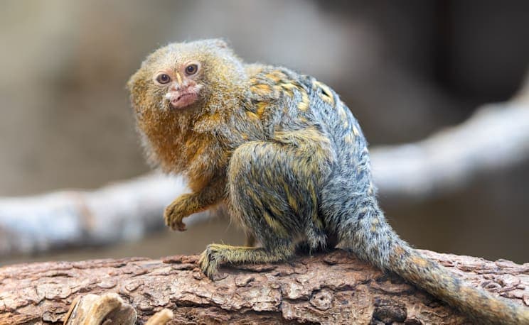 Marmosetten: Zwergseidenäffchen