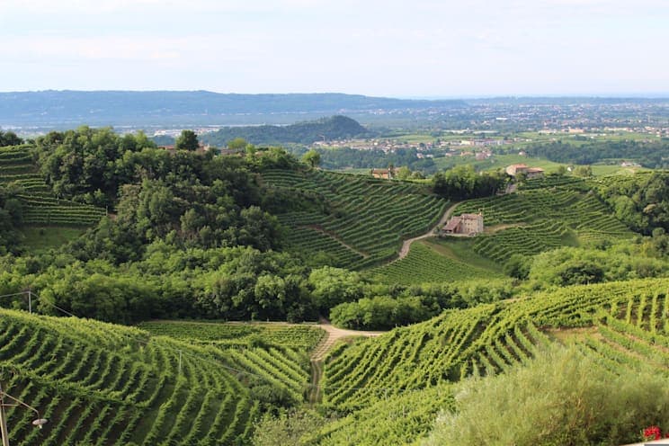 Venetien Weinanbau