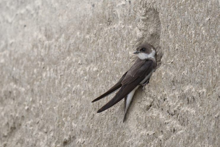 Uferschwalbe