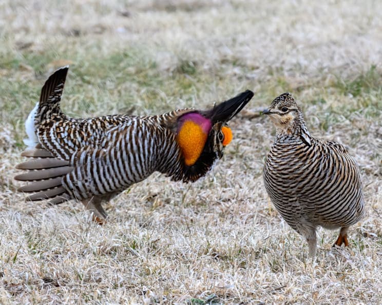 Raufußhühner: Präriehuhn