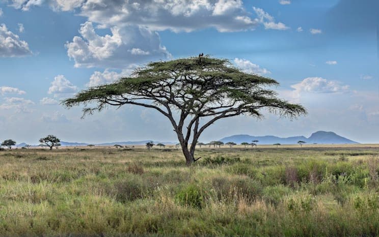 Afrika: Schirmakazie