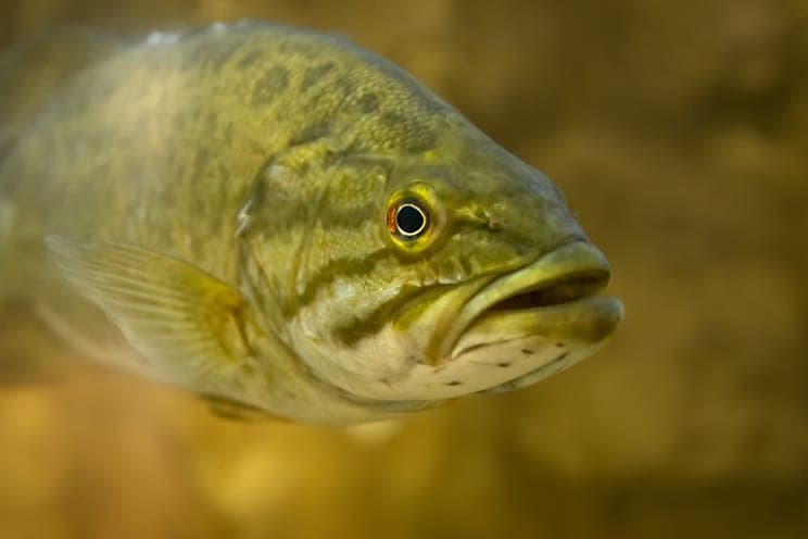 Schwarzbarsche: Forellenbarsch