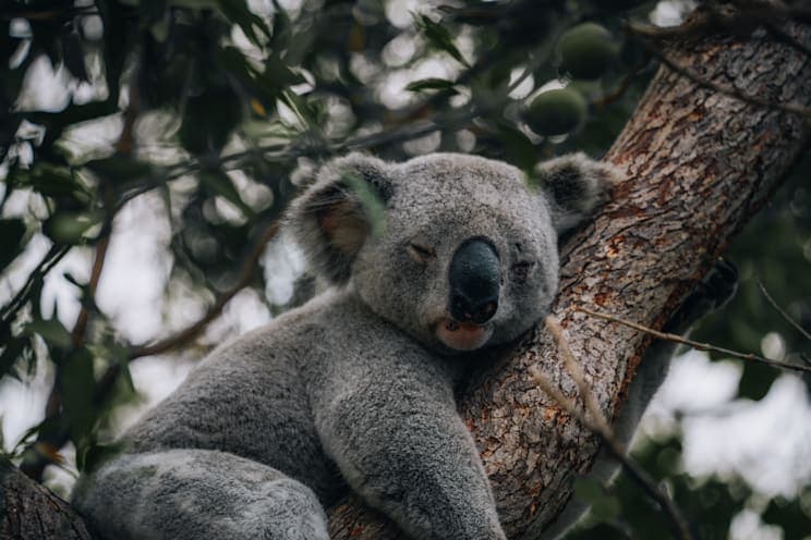 Koala